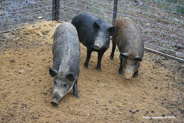 Feral hog program shows success, launches in more counties