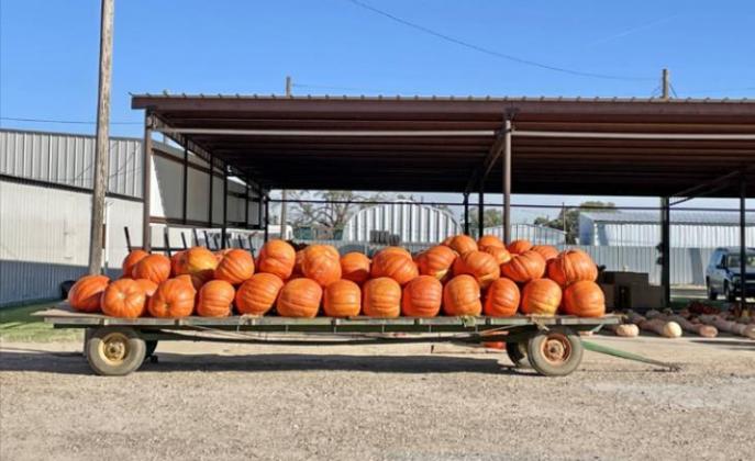 Punkin’ Days ’21