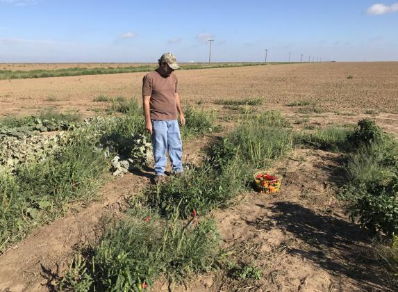 Local Food Producers Farm Tour set for July 24 in Tulia/Kress