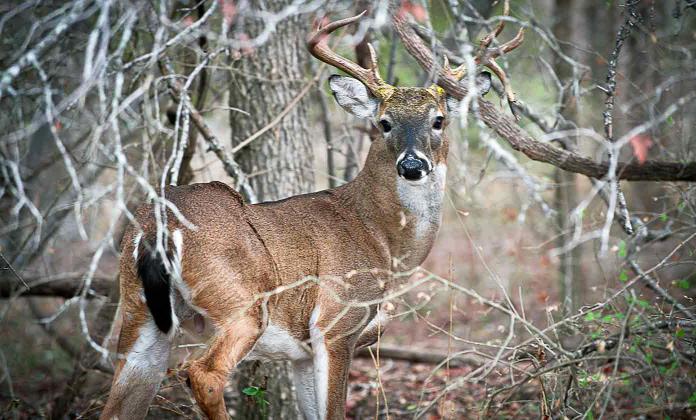 TIME OUTDOORS—SAFELY “Hunting isn’t just about harvesting a deer; it’s about the legacy we leave behind,”says Carlos Maldonado III, Jim Hogg County Game Warden. “Spending time in the great outdoors, enjoying the beauty of what mother nature has provided for us and introducing the next generation to the tradition of hunting are oftentimes the best part of the experience.” | TPWD PHOTO
