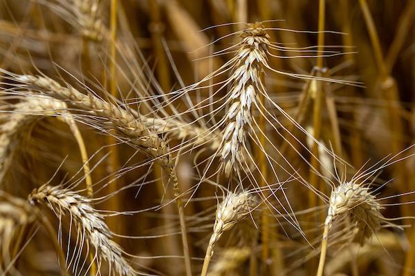 GRADINGWORKSHOP The Texas A&amp;M AgriLife Extension Service will host a Grain Grading Workshop Aug. 12-13 in Canyon. | MICHAEL MILLER/TEXAS A&amp;M AGRILIFE PHOTO