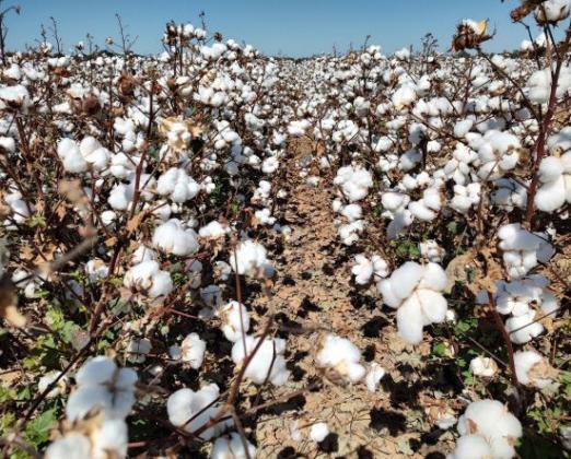 EARLY COTTON INDICATORS This year's cotton crop is causing cautious optimism after two challenging years. | TEXAS AGRILIFE PHOTO