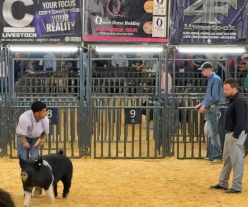 SHOWS AT KERRVILLE Congratulations go to Armando Chavarria and the Chavarria family for having a successful weekend at the Texas Elite Showcase in Kerrville with a 7th place Berkshire and a 10th place Dark Cross. | FLOYDADA FFA PHOTO
