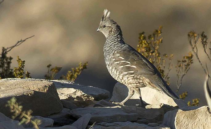 SAFE HUNTING Quail hunting season predictions are good. The 2025 scaled quail population survey revealed that population numbers increased across their range. | TPWD PHOTO