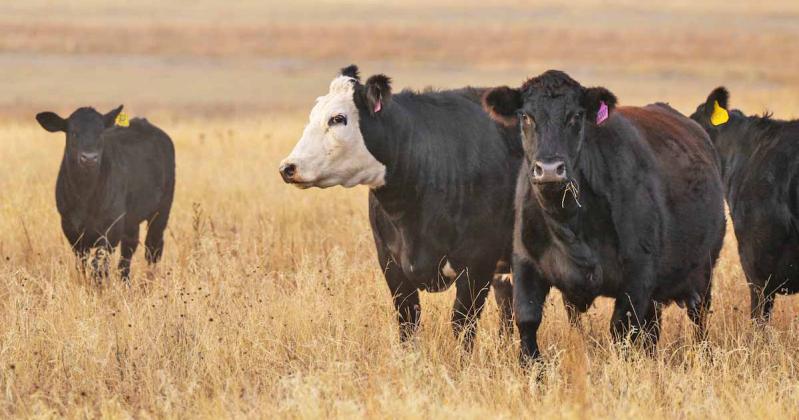 BEEF CATTLE EVENT The Texas A&amp;M AgriLife Extension Service will host the 2026 Beef Cattle Roundtable on Dec. 2 at the Amarillo Civic Center Grand Plaza in conjunction with the Amarillo Farm and Ranch Show. | MICHAEL MILLER, TEXAS A&amp;M AGRILIFE PHOTO