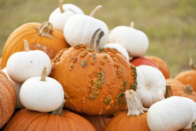 Besides jack-o’-lanterns, pumpkins popular in recipes, seasonal décor and more