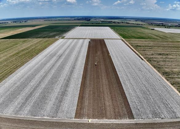 COTTON THRIVES Yields were above-average at this dryland trial site at the Texas A&amp;amp;M AgriLife Extension Service Replicated Agronomic Cotton Evaluation, RACE, Trials in Wharton County. (Zack Eder/Texas A&amp;amp;M AgriLife)