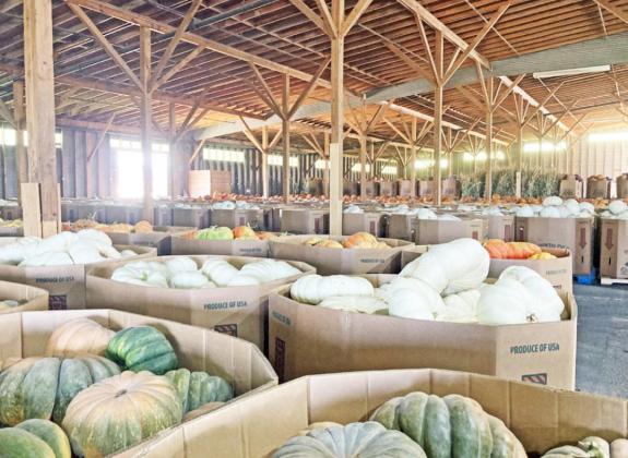 HARVEST CONTINUES IN PUNKIN CAPITAL USA PUMPKIN WATCH