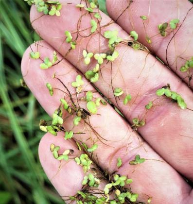 Duckweed is among common aquatic plants found in Texas ponds that will be covered in this identification and management webinar. | Texas A&amp;amp;M AgriLife photo by Brittany Chesser