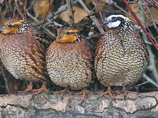 Quail