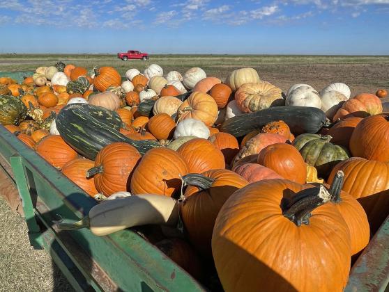 Assiter welcomes visitors of all ages to Punkin' Ranch