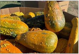 Assiter welcomes visitors of all ages to Punkin' Ranch
