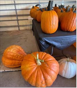 Assiter welcomes visitors of all ages to Punkin' Ranch