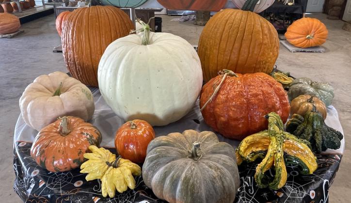 Assiter welcomes visitors of all ages to Punkin' Ranch