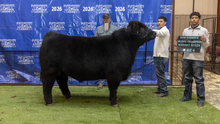 RESERVE GRAND CHAMPION MARKET STEER DAVID SANCHEZ
