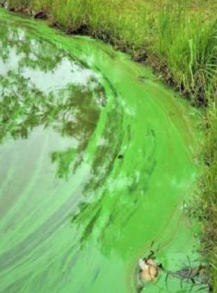 CONTROLLING GREEN ALGAE and other forms of algal and bacteria blooms will be covered in the webinar on June 21. | TEXAS A&amp;amp;M AGRILIFE PHOTO BY BRITTANY CHESSER