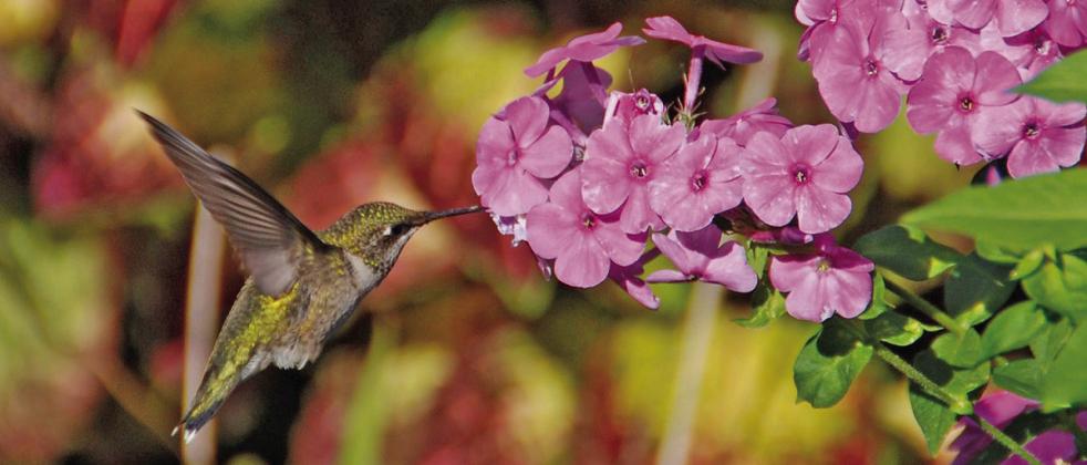 HUMMINGBIRD FAVORITES Hummingbirds are drawn to dine on the nectar of flowers like phlox. | MELINDAMYERS.COM