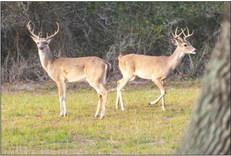 White-tailed deer will be the focus of an Oct. 5 webinar talking about population, habitat and diet.