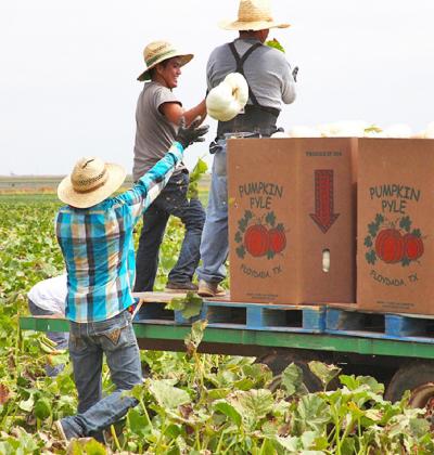 HARVEST UNDER WAY IN PUNKIN CAPITAL USA