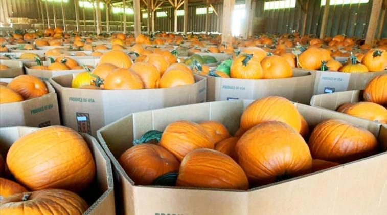 HARVEST UNDER WAY IN PUNKIN CAPITAL USA
