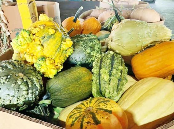 HARVEST UNDER WAY IN PUNKIN CAPITAL USA