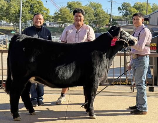 STATE FAIR HONORS At the Junior Heifer Show at the annual Texas State Fair in Dallas last week, Nickolas Cervantes (top photo, shown with Adrian Jimenez and FFA advisor Froilan Beltran) took 2nd place with his Simmental heifer. Jimenez (lower photo; shown with Linda Garcia) took 3rd place with his Chianina. | CERVANTES PHOTOGRAPHY