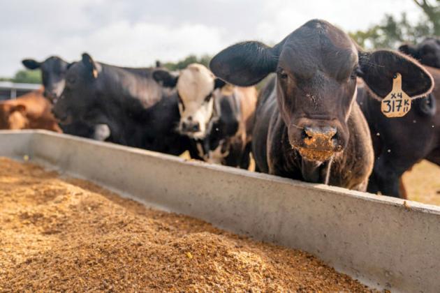 Caprock Beef Cattle Conference to help Floyd producers figure out feed,  grazing solutions Sept. 15 | Hesperian Beacon