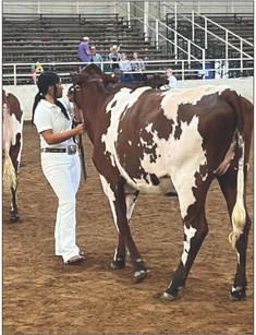 FLOYDADA FFA Congratulations go to Carisa Fernandez and Aubrianna Martinez on showing their dairy heifers at the Panhandle South Plains Fair Monday. Special recognition goes to Carisa for placing Reserve Grand Champion Shorthorn. | COURTESY PHOTOS