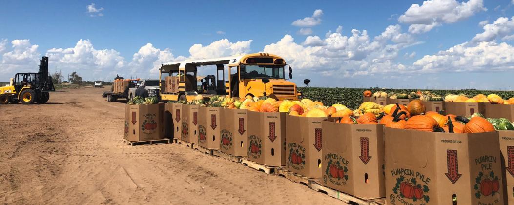 PUMPKIN  PRODUCTION