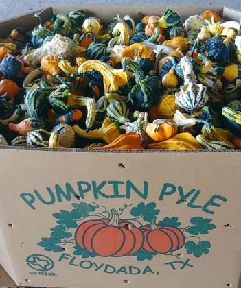 PUMPKIN  PRODUCTION
