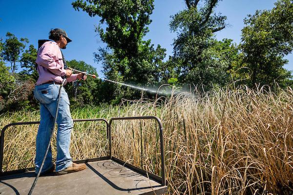 AQUATIC HERBICIDES The Texas A&amp;amp;M AgriLife Extension Service will present a webinar, “Aquatic Vegetation Herbicides and Application,” May 19 from 6 to 7:30 p.m. | SAM CRAFT/TEXAS A&amp;amp;M AGRILIFE PHOTO