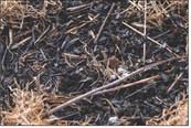 Funding available for Texas row crop and vegetable producers