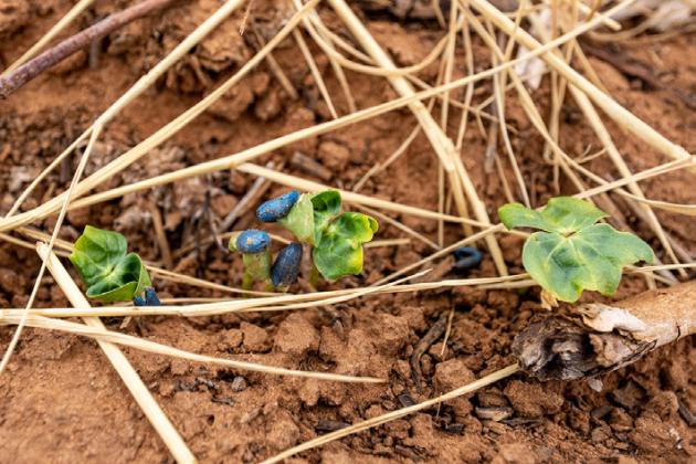 Funding available for Texas row crop and vegetable producers