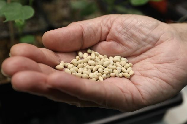COTTON SEED The value of cottonseed could be improved with the partnership between The Texas A&amp;amp;M University System and Uzbekistan’s Center of Genetics and Bioinformatics at the Academy of Sciences, which is the next step toward commercial adoption of food-ingredient cottonseed. | BETH MCCLOSKY/TEXAS A&amp;amp;M AGRILIFE