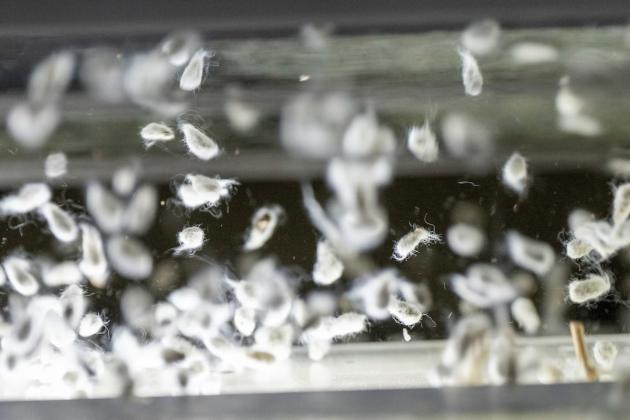 FUTURE FOOD Once the cotton fibers are stripped from the cotton boll, the seeds are left and have been primarily used by the dairy industry. In the future, ultra-low gossypol cottonseed could become a food ingredient after further processing. | MICHAEL MILLER/TEXAS A&amp;amp;M AGRILIFE