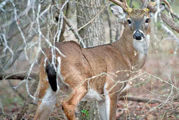 DEERLY BELOVED While archery-only deer season kicks off the first weekend of October, the general season opener is still more than a month away on Nov. 6. The general season runs through Jan. 2, 2022 in the North Zone and Jan. 16, 2021 in the South Zone. | COURTESY PHOTO