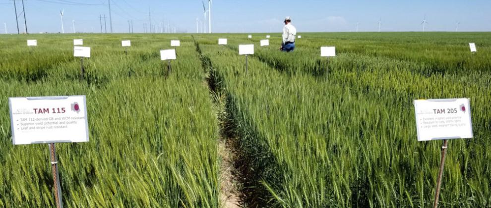 PLOTTOUR The Small Grains Plot Tour on May 25 will include the Texas A&amp;amp;M AgriLife wheat breeding trials near Bushland. | KAY LEDBETTER, TEXAS A&amp;amp;M AGRILIFE