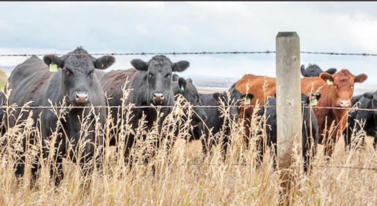 Texas livestock owners must now post signs to get legal protection