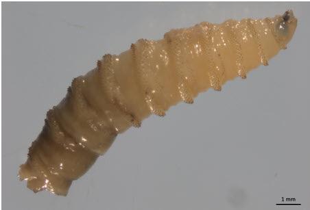 Screwworm larvae | TEXAS AGRILIFE PHOTO