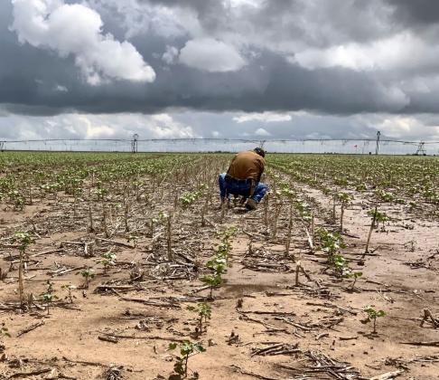 Cotton/water stewardship Playa Day to be held May 16 at Unity Center in Muncy