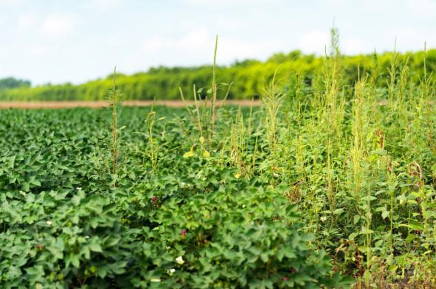 WEED CONTROL will be among the issues discussed at the Amarillo Farm Show CEU Workshop hosted by Texas A&amp;amp;M AgriLife Extension Service on Nov. 29. | TEXAS A&amp;amp;M AGRILIFE PHOTO BY LAURA MCKENZIE