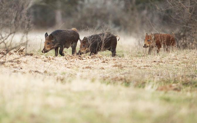 FERAL HOGS, with a population that continues to explode across the state, could play a role in the spread of NewWorld screwworm, heightening concerns for livestock and wildlife. | COURTESY PHOTO