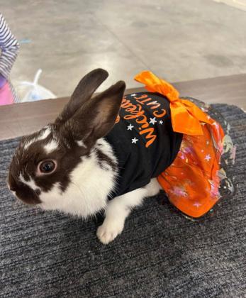 SPOTLIGHT ON 4-H OCTOBER RABBIT PROJECTS