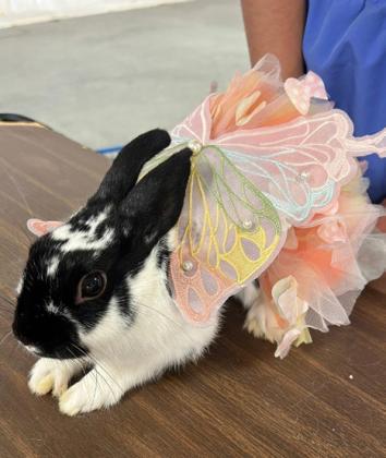 SPOTLIGHT ON 4-H OCTOBER RABBIT PROJECTS