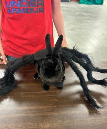 SPOTLIGHT ON 4-H OCTOBER RABBIT PROJECTS