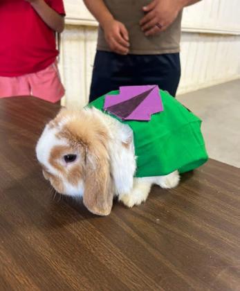 SPOTLIGHT ON 4-H OCTOBER RABBIT PROJECTS