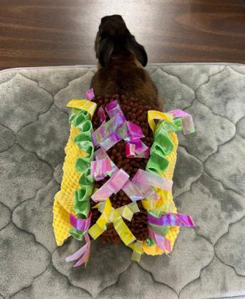 SPOTLIGHT ON 4-H OCTOBER RABBIT PROJECTS