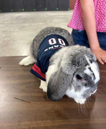 SPOTLIGHT ON 4-H OCTOBER RABBIT PROJECTS