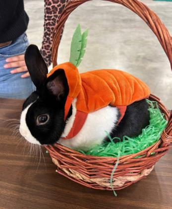 SPOTLIGHT ON 4-H OCTOBER RABBIT PROJECTS