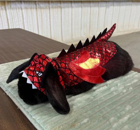 SPOTLIGHT ON 4-H OCTOBER RABBIT PROJECTS